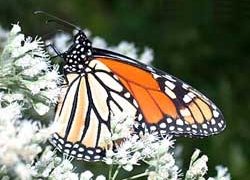 monarch