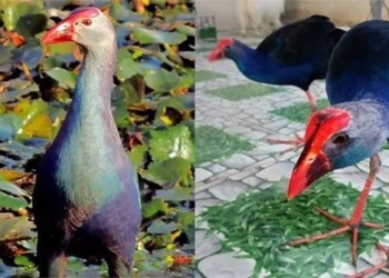 most affectionate bird species in vietnam that can keep home like a dog 131078