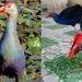 most affectionate bird species in vietnam that can keep home like a dog 131078