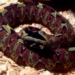 most dangerous snakes in africa with signs of death on head 91057