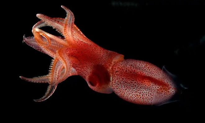 Red spots on the squid's body are bioluminescent organs, known as photocytes.