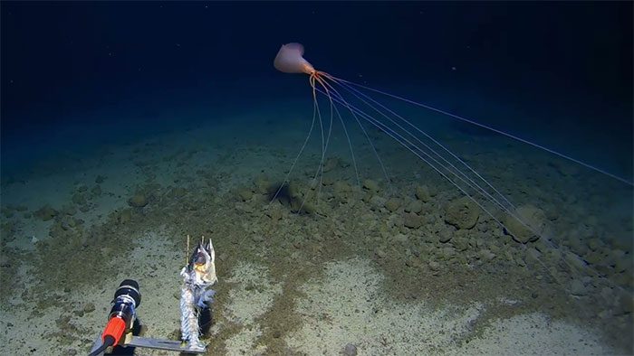 Image of the squid with 8m long tentacles found in the Tonga Trench.