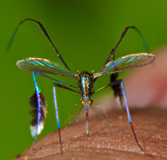 The colorful shimmering body of Sabethes