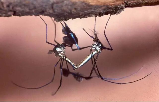 Sabethes mosquitoes mating