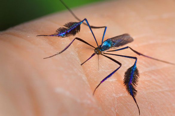 The shimmering colors help mosquitoes easily attract mates