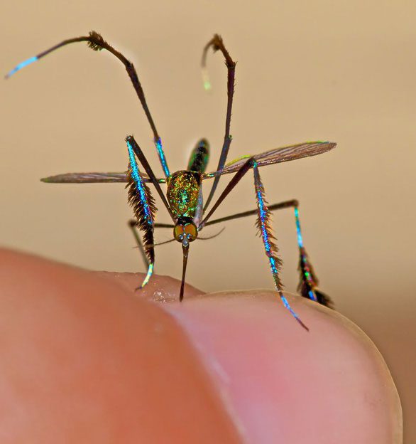 Despite their beauty, Sabethes mosquitoes are vectors for many dangerous diseases