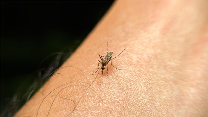 Not all mosquito species transmit infectious diseases.