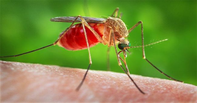 The blood-sucking by mosquitoes causes some blood vessels to rupture.