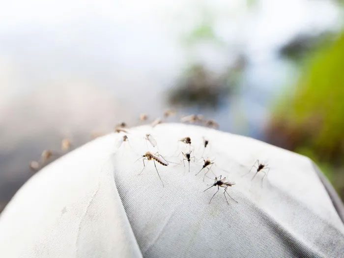 Male mosquitoes may seek blood as a survival strategy.