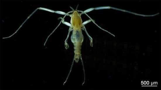 Creepy mosquito species that do not suck human blood