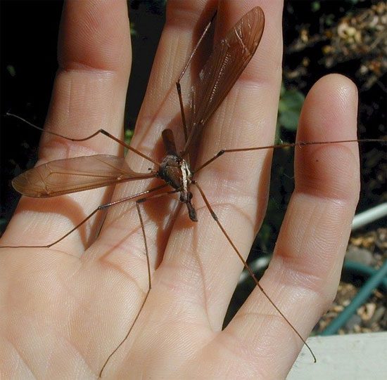 Snow mosquitoes grow and mate to perpetuate their species, then die very quietly.