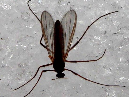 Creepy mosquito species that do not suck human blood