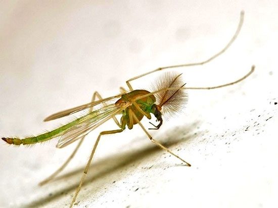 The wings of Midge mosquitoes lack outer fringes and patterns;