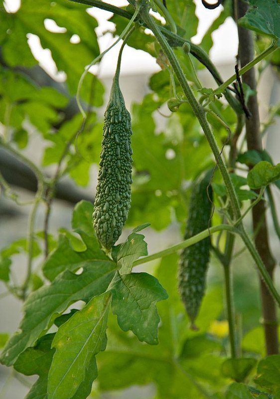 Bitter Melon is an easy-to-grow plant