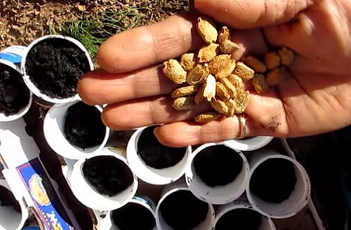 Sowing Bitter Melon Seeds