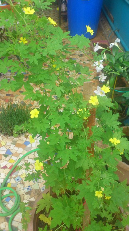 Flowers typically begin to appear on the trellis within a few weeks after planting