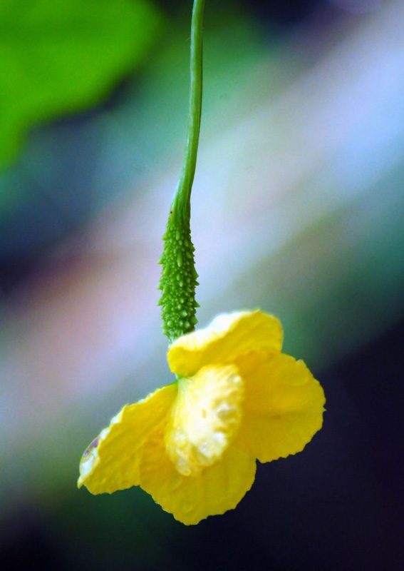 You can let pollinators like bees do the pollination or do it manually