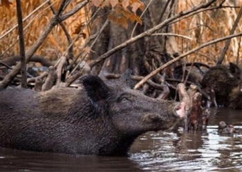 my large forest pork cuisine 128915