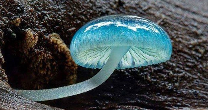 Mycena pura