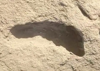 mysterious foot in 1 5 million years reveals surprising fact 138133