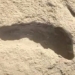 mysterious foot in 1 5 million years reveals surprising fact 138133