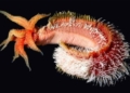 mystery about pompeii worms strange creatures that cannot be killed 131977