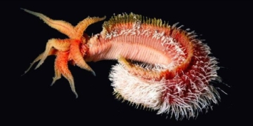 mystery about pompeii worms strange creatures that cannot be killed 131977