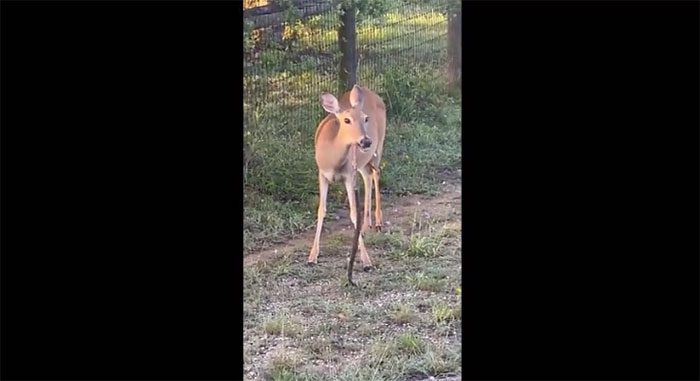 Deer eating snake