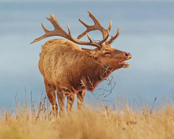 Tule Elk