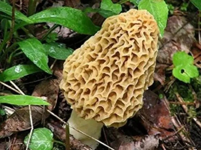 Guchchi mushrooms do not grow in large quantities.