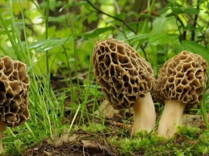 Guchchi mushrooms growing wild at the foothills of the Himalayas.