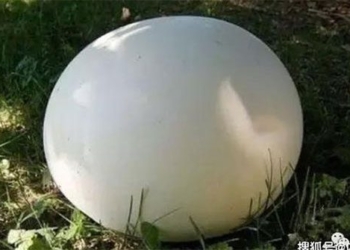 nam Puffball 650