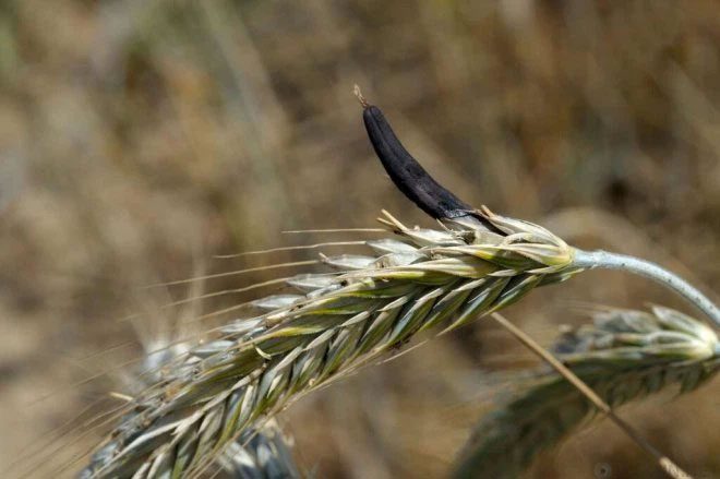 Ergot Mushroom