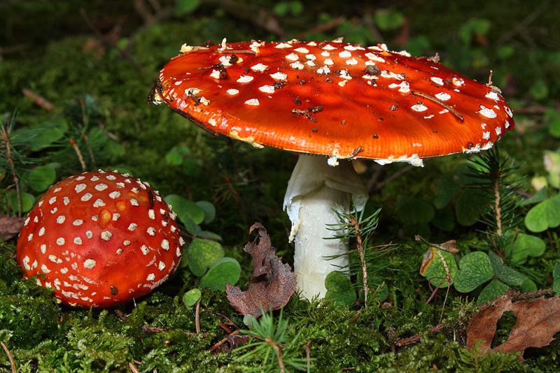 Fly Agaric (Amanita muscaria) resembles the mushrooms in fairy tales, with a red cap and white spots. Humans and animals that accidentally ingest this mushroom can suffer poisoning and may die.