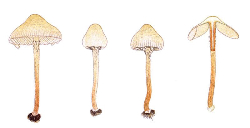 The Deadly Dapperling, part of the Lepiota family, typically grows in pine forests in Europe and North America. This mushroom contains amatoxin, which is responsible for 80-90% of mushroom poisoning fatalities.