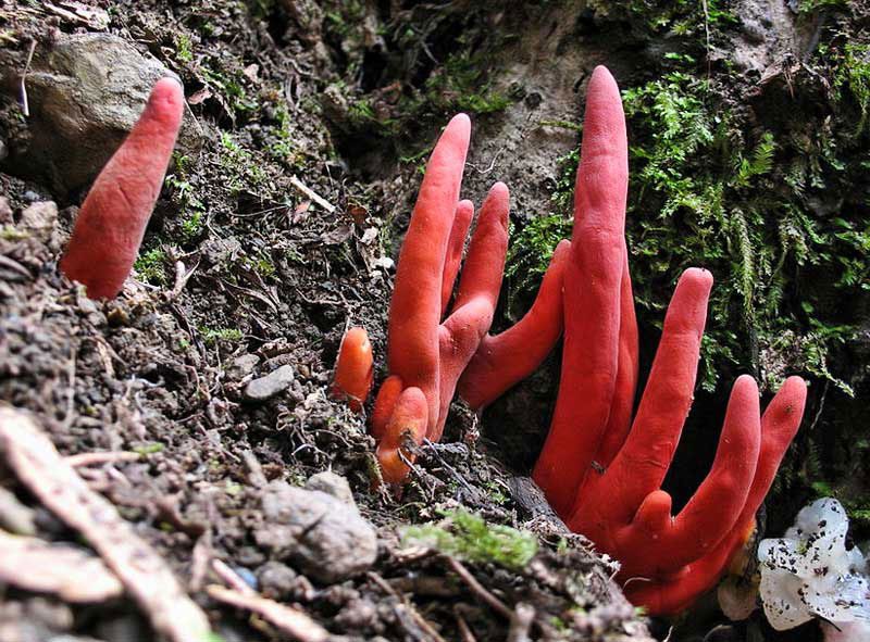 Podostroma Cornu-damae resembles a human hand. Its main toxin is trichothecene mycotoxin, a compound causing distressing symptoms and can lead to death within days.