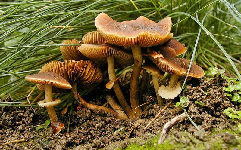 Conocybe Filaris contains the highly dangerous amatoxin, which can cause severe and untreatable liver damage if consumed.