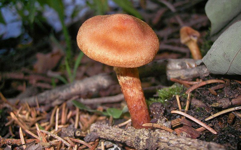 Webcap is an extremely toxic mushroom; consuming even a small amount can be fatal. If one survives, they may require lifelong dialysis or a kidney transplant.