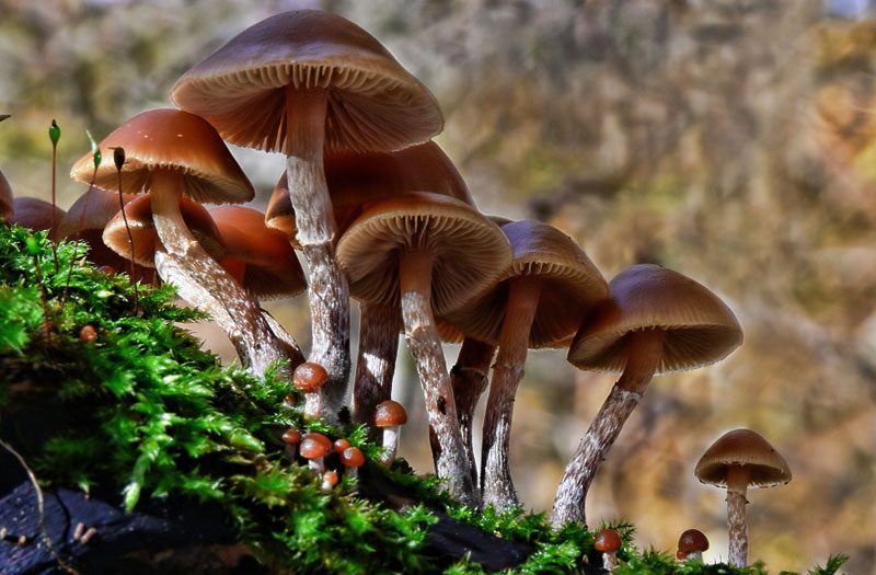 Autumn Skullcap contains amatoxin, causing permanent liver damage and leading to painful deaths.