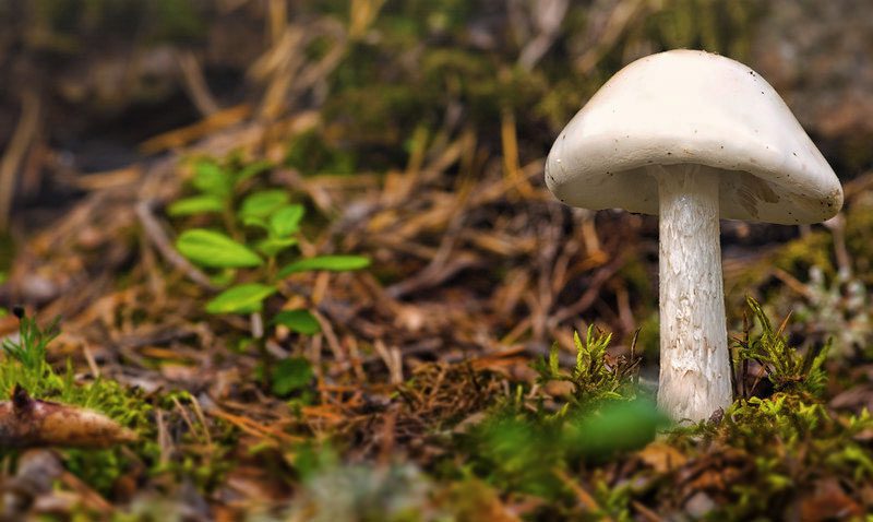 Destroying Angels is an extremely toxic mushroom capable of completely destroying the human body with amatoxin.