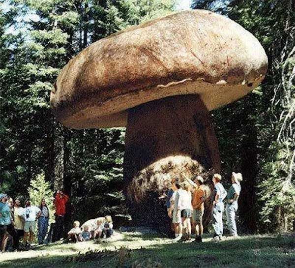 Giant fungus