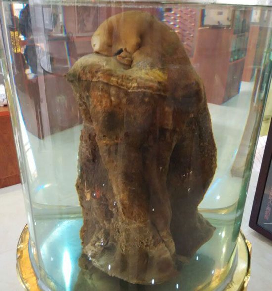 25kg lingzhi mushroom valued at nearly one billion USD