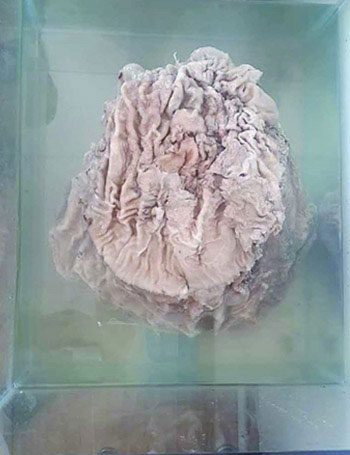 25kg lingzhi mushroom valued at nearly one billion USD