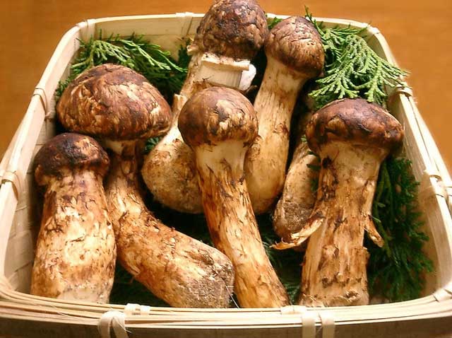 This mushroom is highly favored by members of the Japanese royal family.