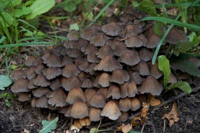 Inky Cap Mushroom