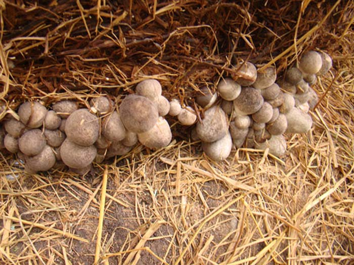 Straw Mushrooms