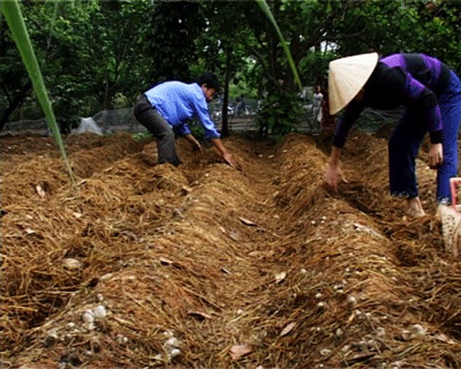 Main Material in Straw Mushroom Cultivation is Fermented Straw