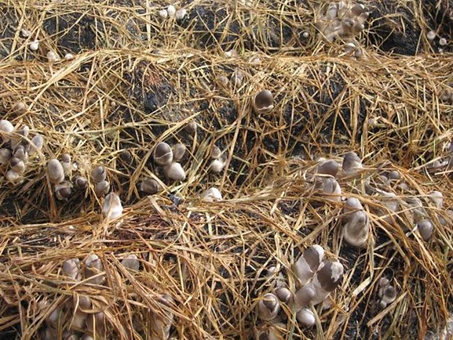 Regular watering is necessary to maintain moisture for mushroom growth and prevent pests