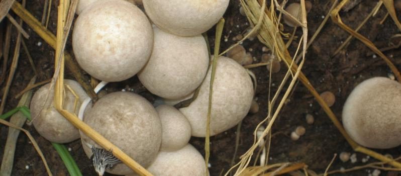 Straw mushrooms are a short-term crop, quick to harvest