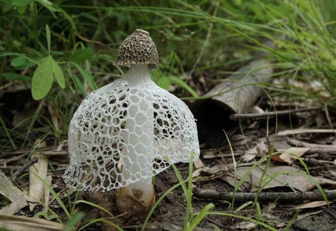 The Queen Mushroom is also listed among the 8 rare plant species of the mountains.